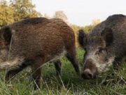 Vânătoarea şacalilor şi mistreţilor din Deltă începe luni