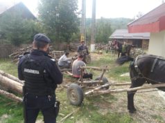 TUlcea: Trei bărbaţi surprinşi de jandarmi cu transport ilegal de lemn